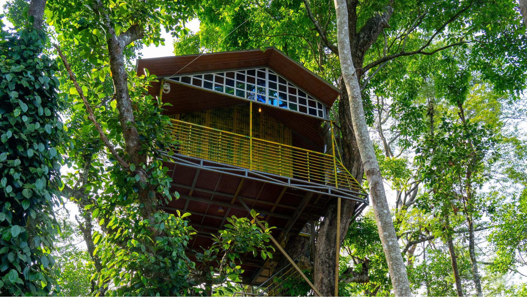 TreeHouse ccr5