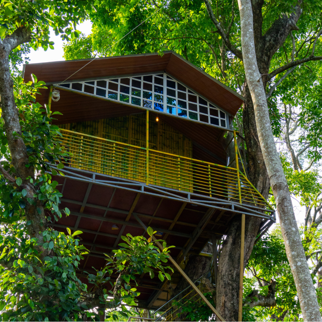 TreeHouse ccr5